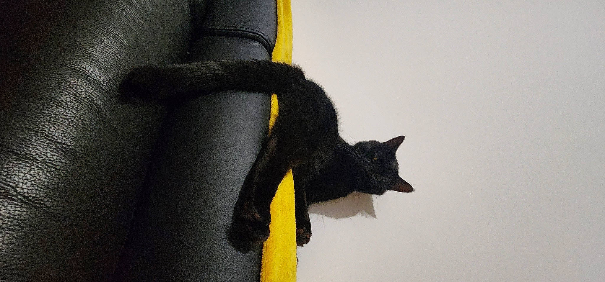 Sango a rejoint le concours — aidez-le/la à gagner de superbes lots ! bombay, carnivore, cat, comfort, electric_blue, fashion_accessory, felidae, fur, gesture, glove, grey, human_body, leg, neck, personal_protective_equipment, plant, sleeve, small_to_medium_sized_cats, sportswear, whiskers