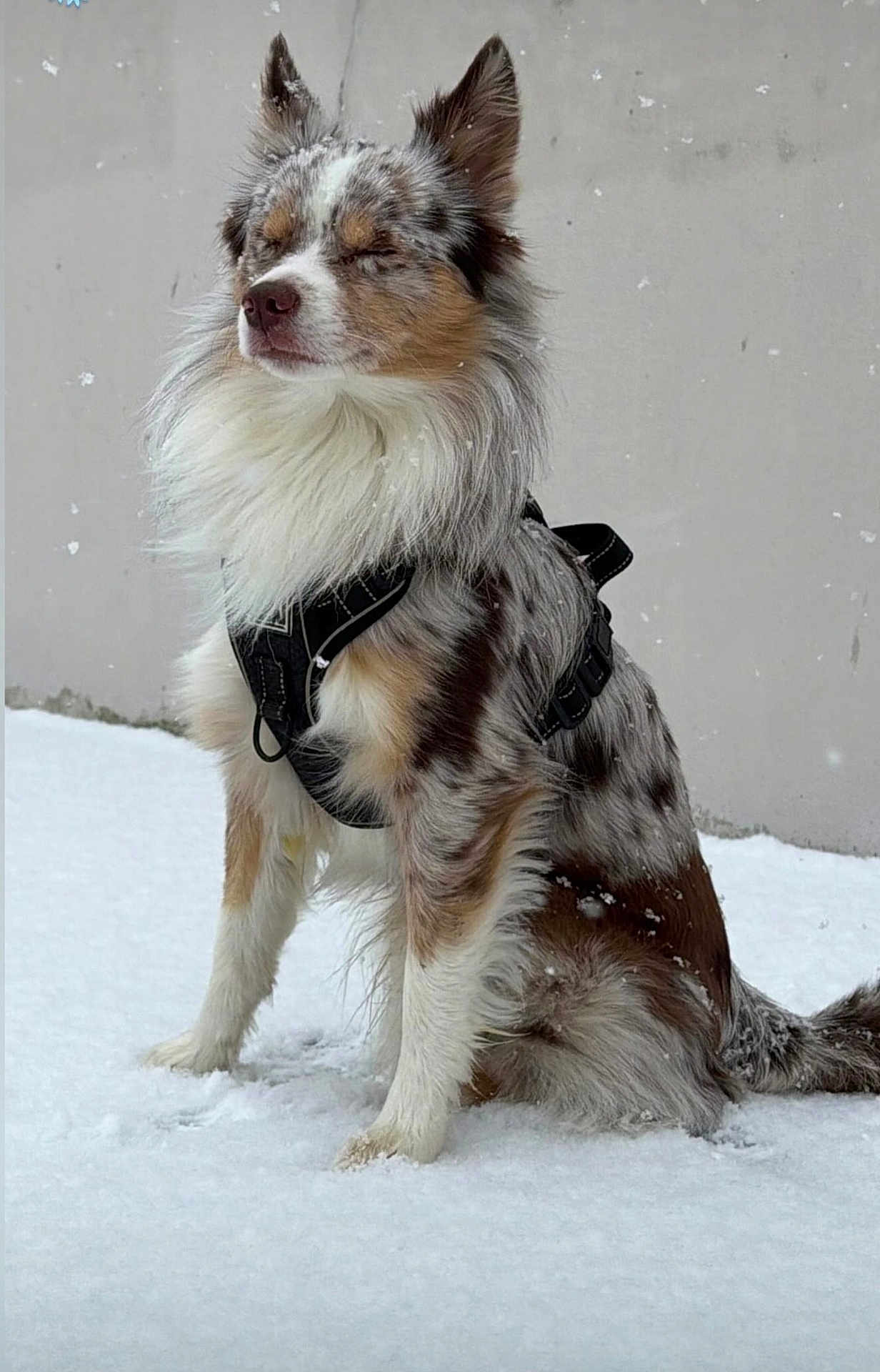 Vasco a rejoint le concours — aidez-le/la à gagner de superbes lots ! dog, snow, fur, harness, outdoor, canine, pet, sitting, winter, peaceful, closed_eyes, fluffy, animal, calm, cold, nature, portrait, mammal, brown, white