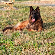 Tango participe au concours pour gagner de l'argent avec cette photo : animal, bench, canine, daytime, dog, ears, field, fur, german_shepherd, grass, mammal, nature, outdoor, park, pet, relaxed, resting, sunlight, tongue_out, tree