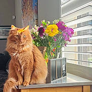 Simba joined the competition — help win amazing prizes! cat, orange_cat, fluffy, feline, indoor, sunlight, flowers, bouquet, window, blinds, counter, table, home_interior, decor, pet, sitting, relaxed, bright, natural_light, furniture