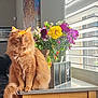 cat, orange_cat, fluffy, feline, indoor, sunlight, flowers, bouquet, window, blinds, counter, table, home_interior, decor, pet, sitting, relaxed, bright, natural_light, furniture