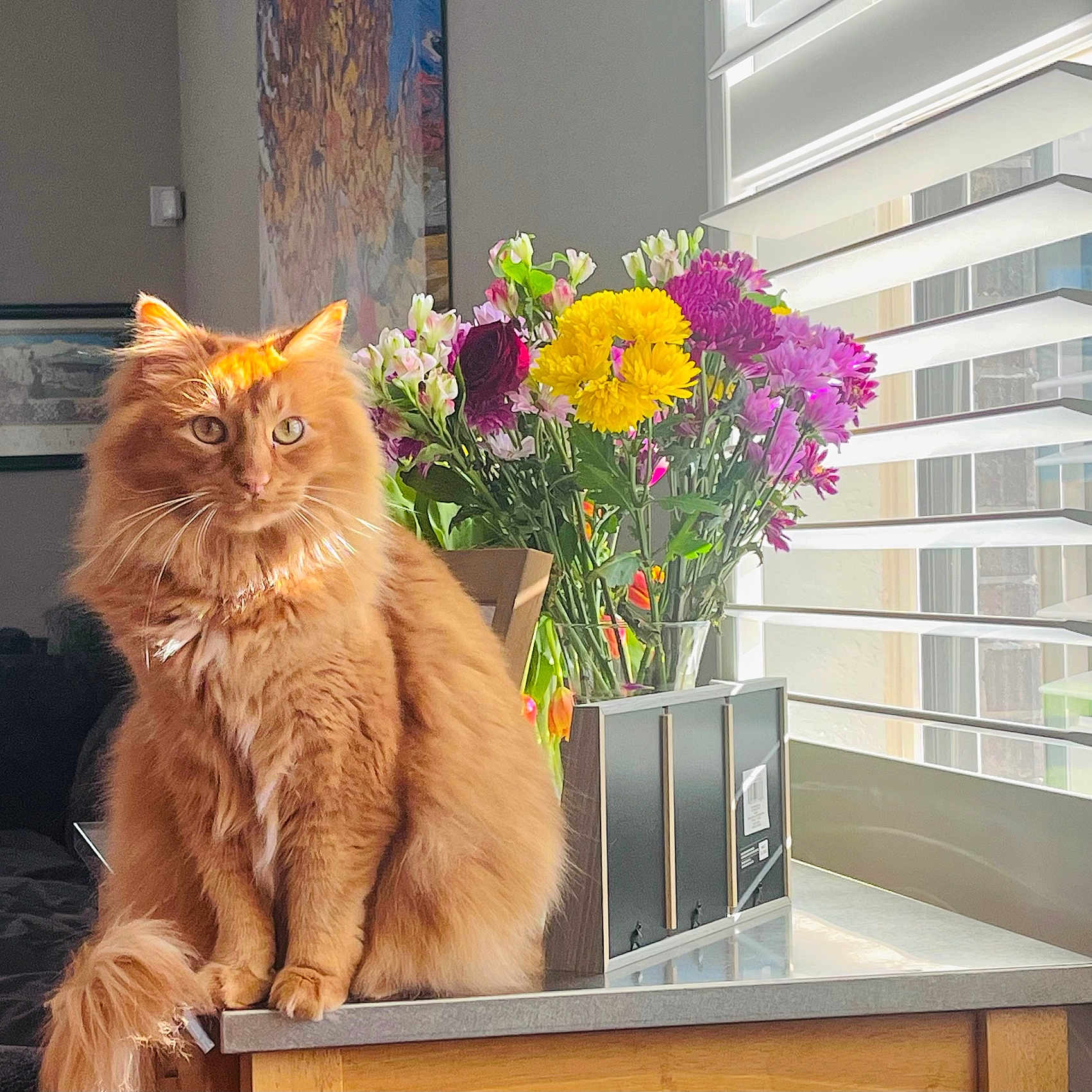 Simba joined the competition — help win amazing prizes! blinds, bouquet, bright, cat, counter, decor, feline, flowers, fluffy, furniture, home_interior, indoor, natural_light, orange_cat, pet, relaxed, sitting, sunlight, table, window