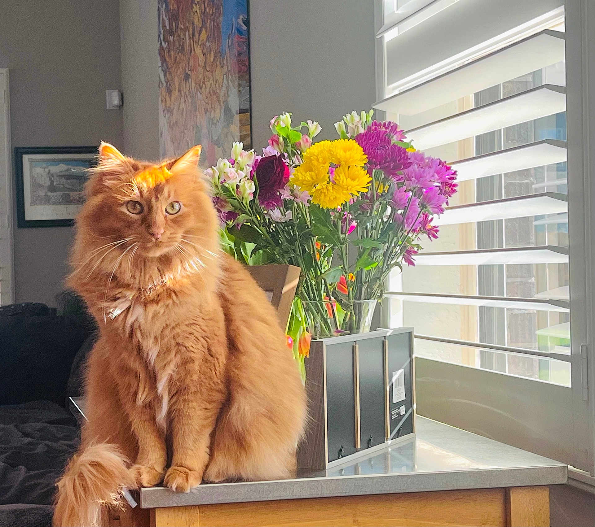 Simba joined the competition — help win amazing prizes! cat, orange_cat, fluffy, feline, indoor, sunlight, flowers, bouquet, window, blinds, counter, table, home_interior, decor, pet, sitting, relaxed, bright, natural_light, furniture