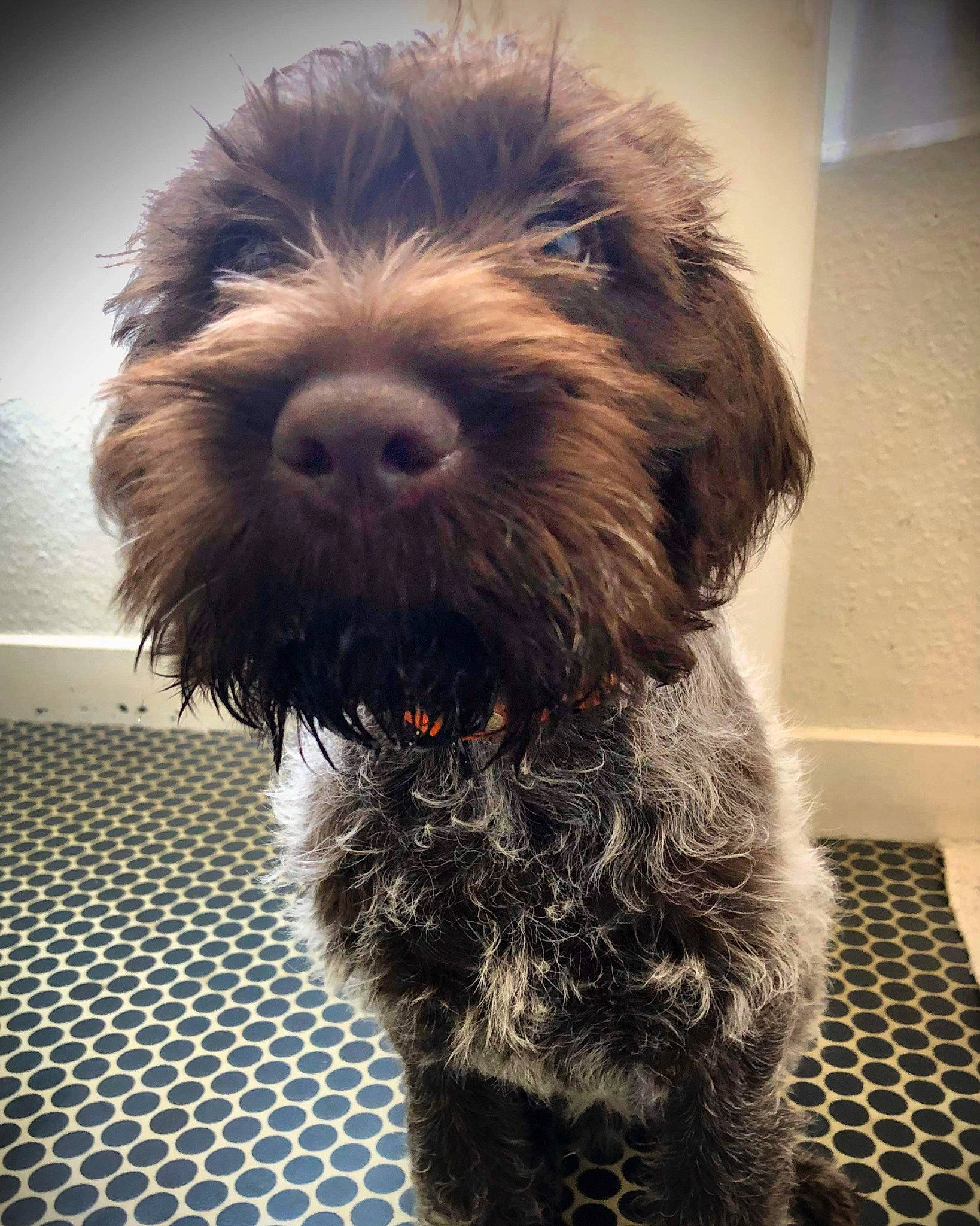 Sherlock participe au concours pour gagner de l'argent avec cette photo : canidae, carnivore, catalan_sheepdog, companion_dog, corgi_chihuahua, corn_on_the_cob, dog, dog_breed, fur, labradoodle, liver, schapendoes, schnauzer, small_terrier, snout, sporting_group, terrier, toy_dog, water_dog, yorkipoo