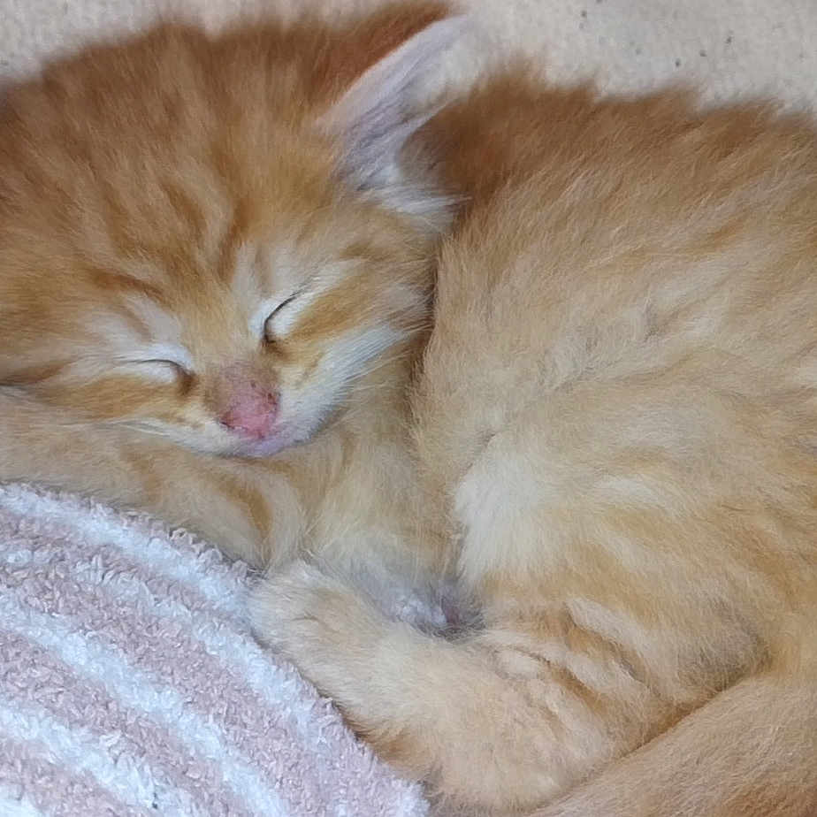 Duke joined the competition — help win amazing prizes! aegean_cat, british_semi_longhair, carnivoran, cat, cat_like_mammal, domestic_long_haired_cat, domestic_short_haired_cat, fauna, fur, kitten, norwegian_forest_cat, persian, ragamuffin, ragdoll, small_to_medium_sized_cats, whiskers