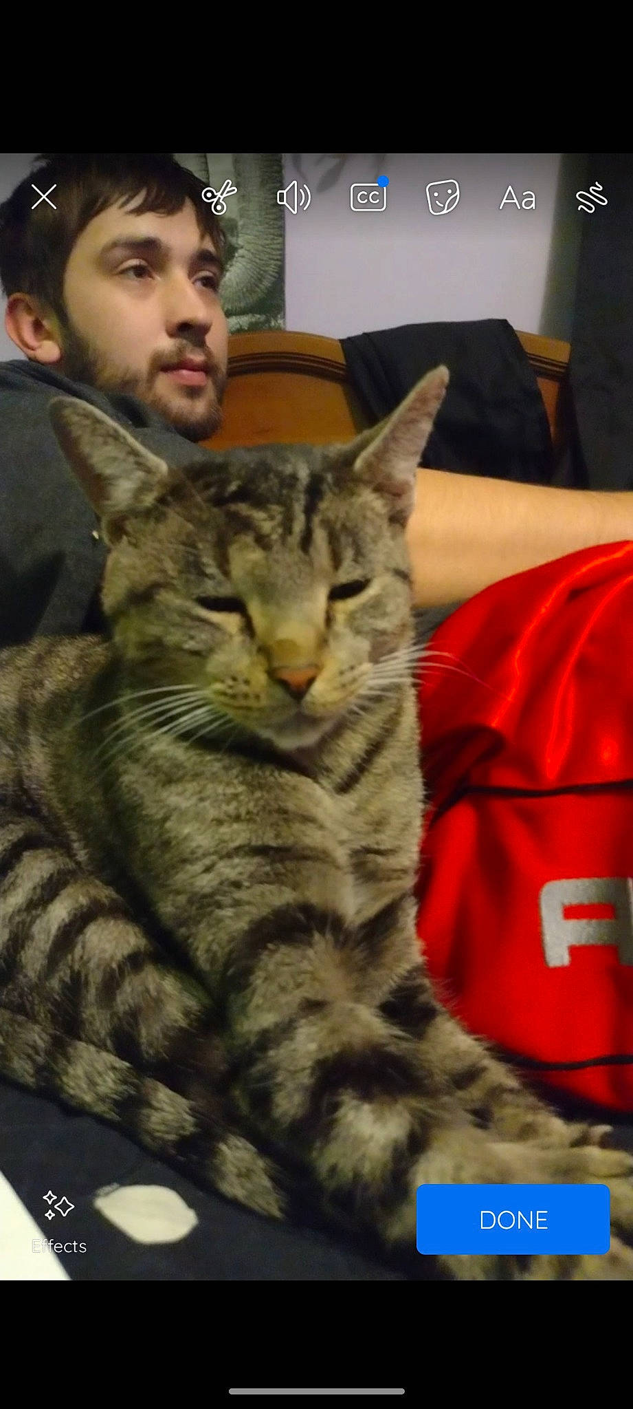 Beerus joined the competition — help win amazing prizes! carnivore, cat, comfort, domestic_short_haired_cat, felidae, fur, sitting, small_to_medium_sized_cats, terrestrial_animal, whiskers