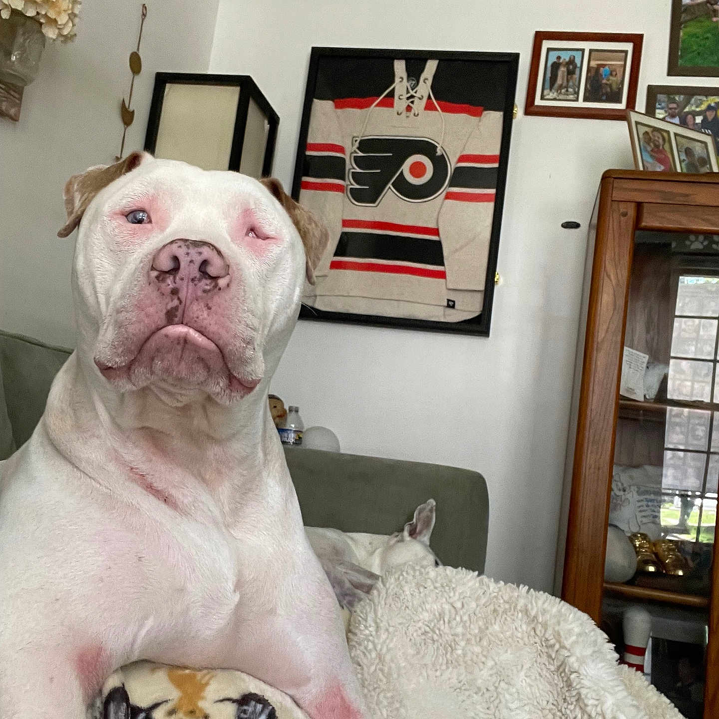 Dwight is registered to the contest to win money with this photo: animal, architecture, building, bulldog, canine, dog, face, furniture, head, indoors, interiordesign, livingroom, person, pet, photography, pitbull, plant, pottedplant, puppy, room
