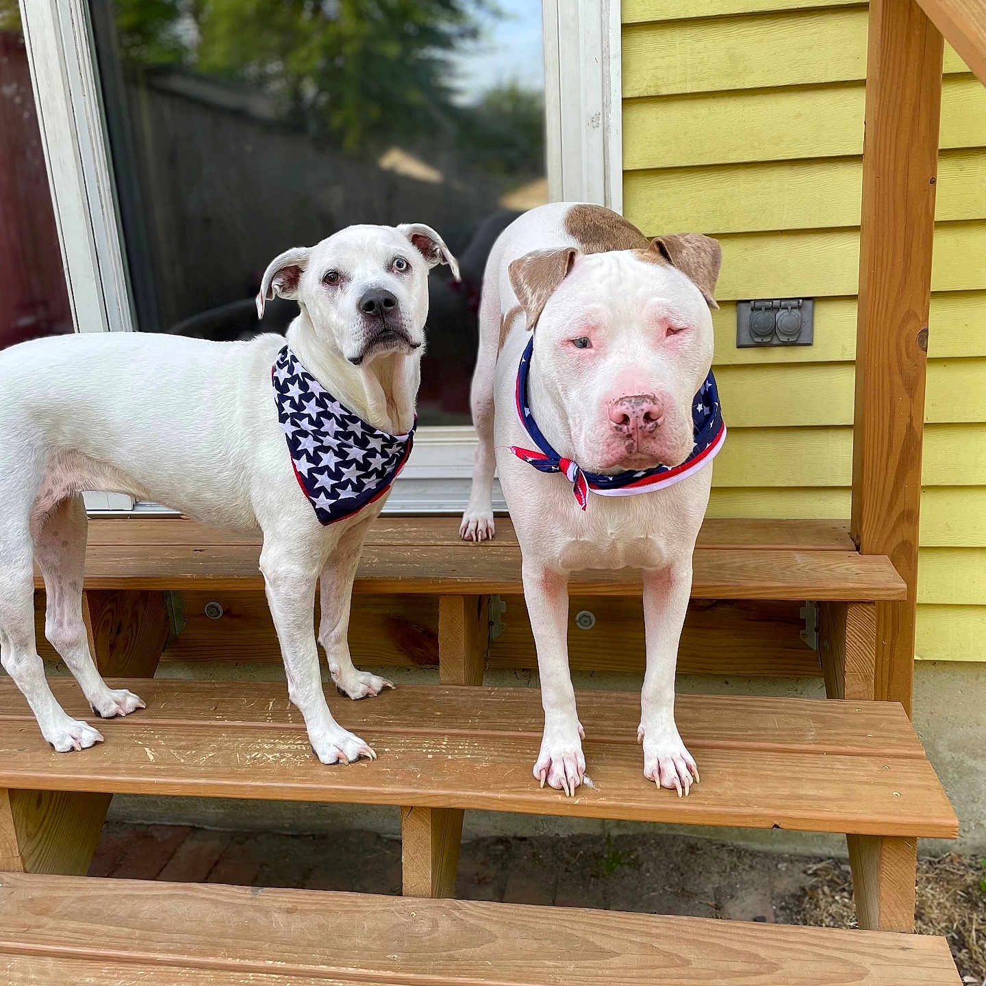 Rose And Dwight joined the competition — help win amazing prizes! animal, architecture, building, canine, deck, dog, face, hardwood, head, house, housing, indoors, interiordesign, outdoors, pet, plywood, porch, puppy, shelter, wood