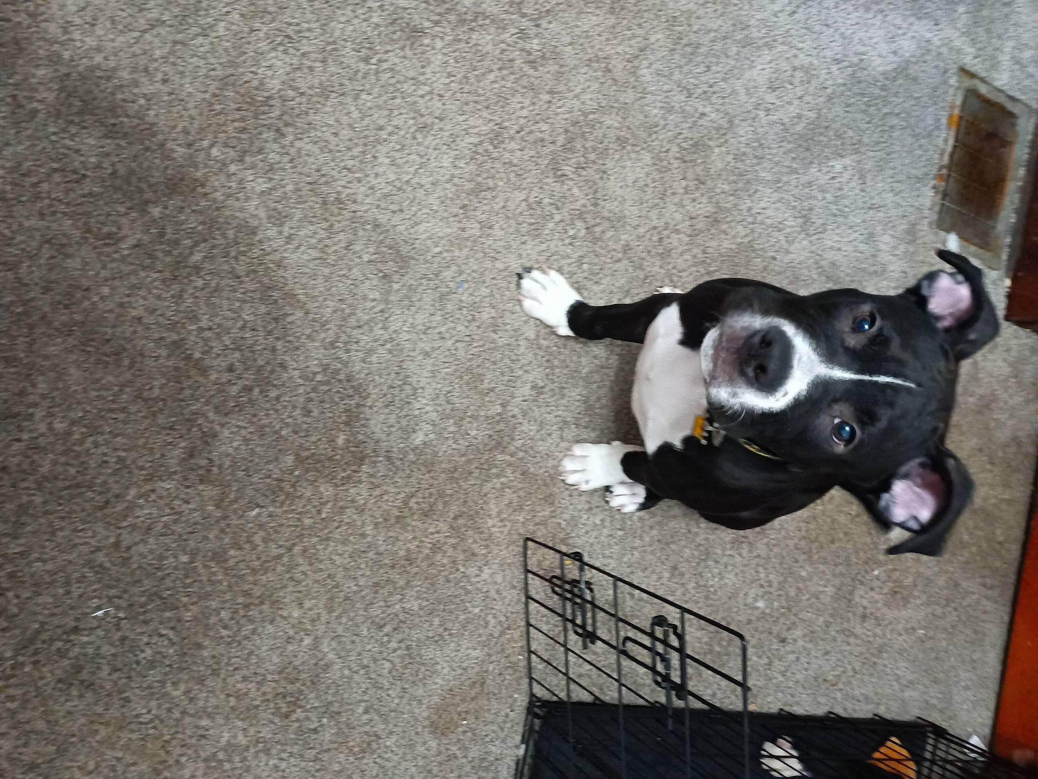 T'Challa is registered to the contest to win money with this photo: asphalt, boston_terrier, canidae, carnivore, collar, companion_dog, dog, dog_breed, dog_collar, dog_supply, fawn, flooring, fur, grey, pet_supply, road_surface, snout, sporting_group, tail, working_animal