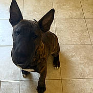 Zeus is registered to the contest to win money with this photo: dog, brindle, pet, animal, floor, tile_floor, ears, looking_up, indoor, canine, sitting, brown, black, white_paws, short_hair, companion, curious, domestic, attention, portrait