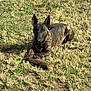 alert, animal, brindle, canine, daylight, dog, ears, fur, grass, ground, lawn, mammal, nature, outdoor, paw, pet, playing, resting, stick, sunlight
