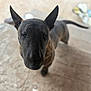 Zeus joined the competition — help win amazing prizes! animal, attentive, blurred_background, brindle, bull_terrier, close_up, curious, dog, ears_up, eyes, fur, nose, outdoor, pet, portrait, rope_toy, snout, steps, stone_floor, tail
