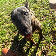 Zeus joined the competition — help win amazing prizes! boot, brindle, bull_terrier, close_up, curious, dog, ears, grass, lawn, leaves, muzzle, outdoor, owner_foot, pet, playful, portrait, shadow, sunlight, table_edge, tongue