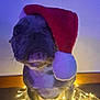 dog, santa_hat, christmas_lights, festive, holiday, pet, canine, indoor, floor, glowing, decorations, cute, portrait, animal, christmas, lighting, holiday_spirit, celebration, cozy, winter