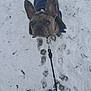 Gizmo participe au concours pour gagner de l'argent avec cette photo : dog, french_bulldog, snow, winter, leash, jacket, boots, paw_prints, outdoor, pet, animal, cold, fur, curious, looking_up, walking, footwear, nature, grass, daytime