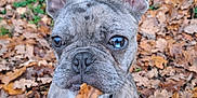 Gizmo a rejoint le concours — aidez-le/la à gagner de superbes lots ! dog, french_bulldog, leaf, autumn, outdoor, brown_leaf, nature, pet, animal, ears, closeup, ground, grass, fall, cute, canine, leaves, playful, portrait, young_dog