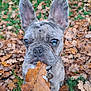 dog, french_bulldog, leaf, autumn, outdoor, brown_leaf, nature, pet, animal, ears, closeup, ground, grass, fall, cute, canine, leaves, playful, portrait, young_dog