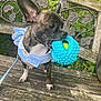 dog, toy, blue_dress, bench, wood, outdoor, greenery, leaf, small_dog, pet, playful, animal, cute, chewing, texture, nature, fur, ears, leash, closeup
