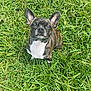 Izzy is registered to the contest to win money with this photo: dog, brindle, small_dog, grass, outdoor, pet, cute, ears, animal, nature, canine, fur, mammal, looking_up, sitting, daylight, greenery, friendly, alert, adorable