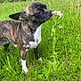 dog, brindle, small_dog, flower, grass, meadow, outdoor, nature, greenery, wildflowers, sniffing, pet, canine, curious, spring, summer, leaf, plant, animal, closeup