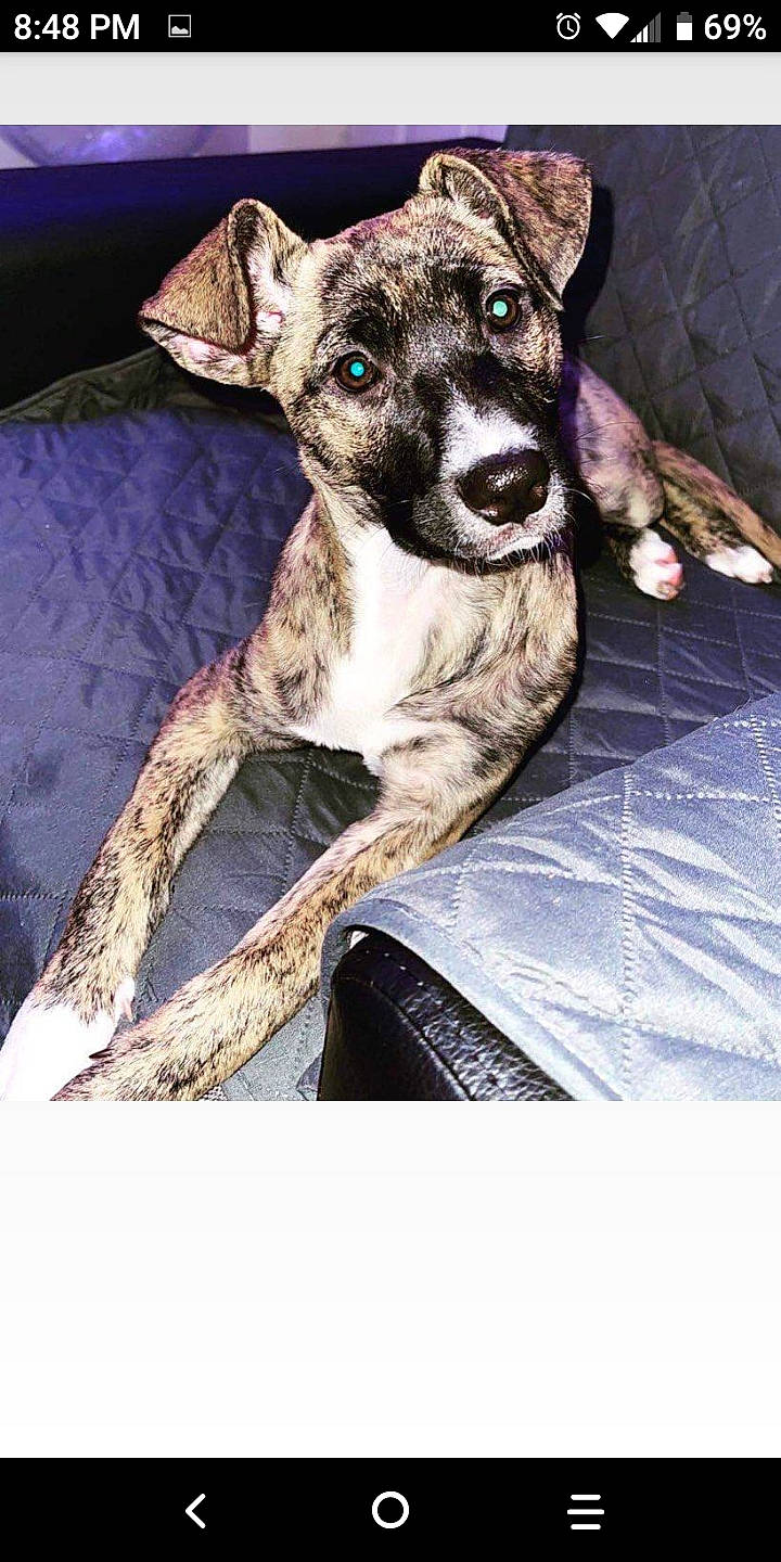 Brandy joined the competition — help win amazing prizes! canidae, carnivore, collar, companion_dog, dog, dog_breed, dog_collar, fawn, fur, non_sporting_group, paw, sitting, snout, sporting_group, street_dog, terrestrial_animal, toy_dog, whiskers, working_animal