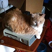 Buddy is registered to the contest to win money with this photo: animal, cat, close_up, cozy, domestic, electronics, fluffy, furniture, gaming_console, household, indoor, living_space, orange_cat, pet, relaxed, resting, side_view, table, white_cat, wooden_table