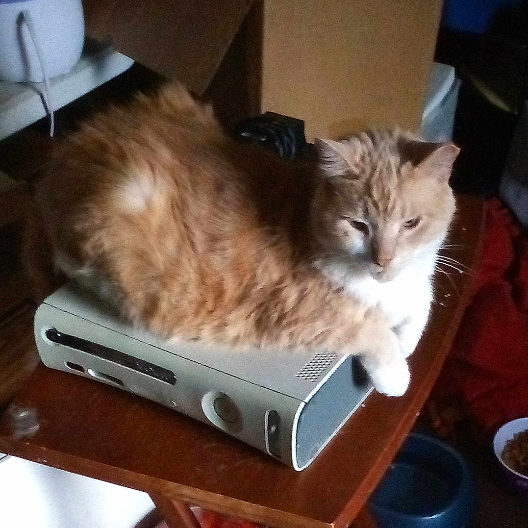 Buddy