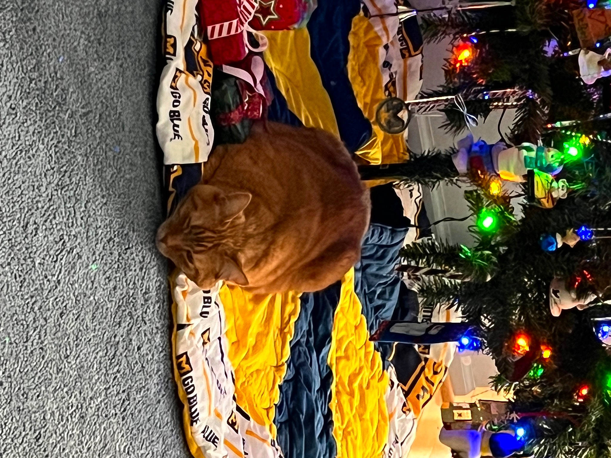 Pumpkin joined the competition — help win amazing prizes! christmas, christmas_decoration, christmas_eve, christmas_lights, christmas_ornament, christmas_tree, conifer, event, fun, hat, holiday, holiday_ornament, interior_design, light, ornament, plant, sky, t_shirt, tradition, tree