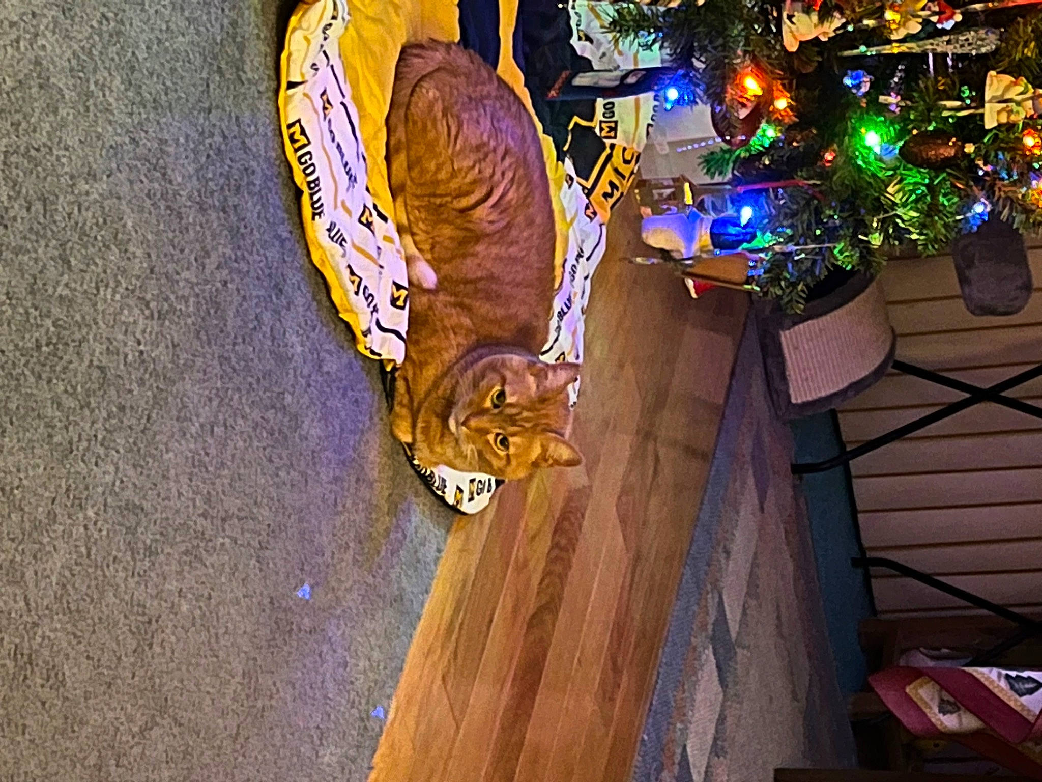 Pumpkin joined the competition — help win amazing prizes! art, automotive_tire, automotive_wheel_system, bicycle_wheel, christmas_tree, event, flooring, fun, hardwood, holiday, night, ornament, plant, rim, tire, tree, visual_arts, wheel, wood, wood_stain