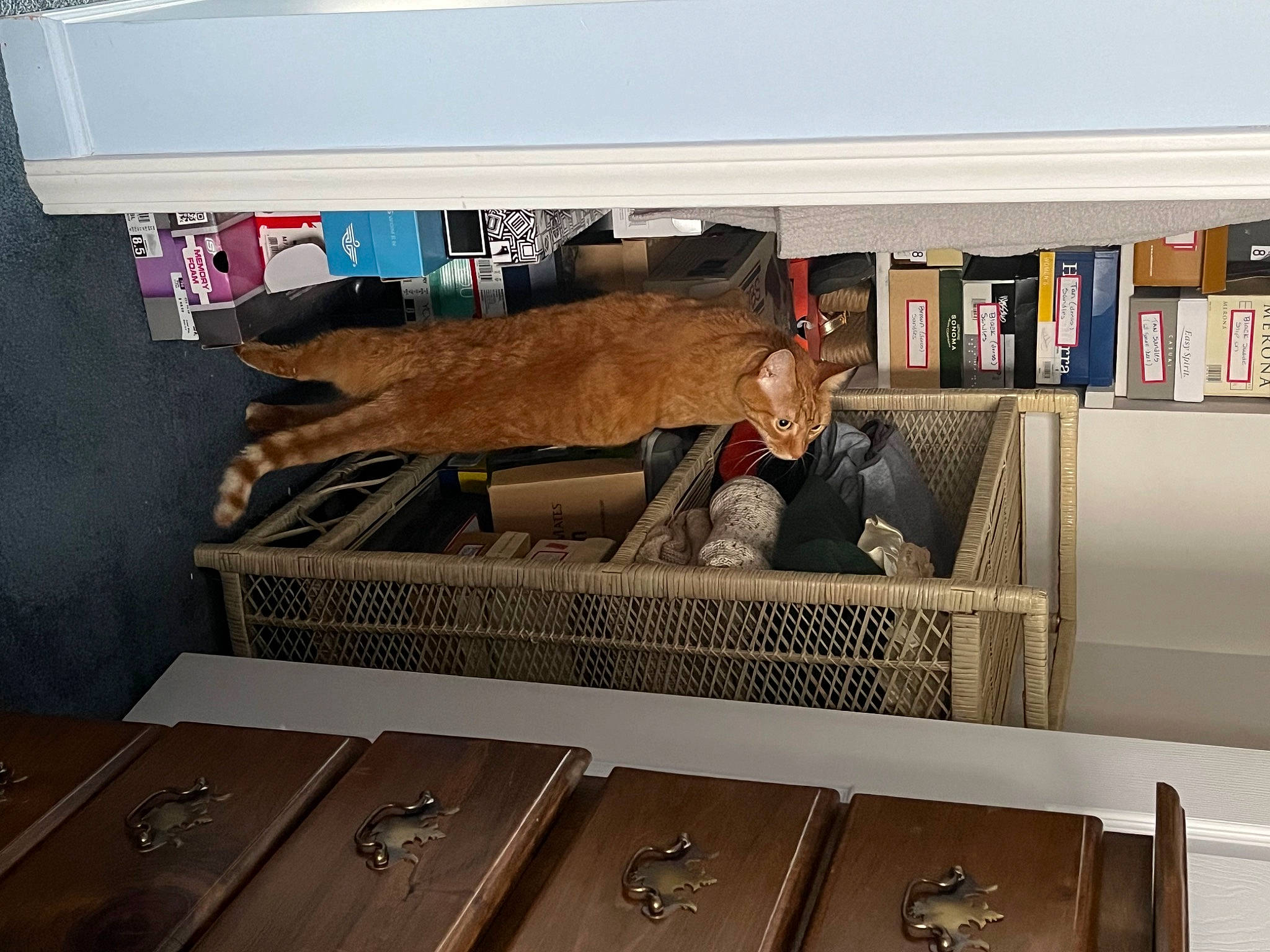 Pumpkin joined the competition — help win amazing prizes! art, audio_equipment, automotive_design, bench, bookcase, cabinetry, chest_of_drawers, couch, display_case, drawer, floor, flooring, hardwood, metal, plywood, room, shelf, shelving, visual_arts, wood