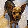 dog, small_dog, pet, animal, floor, tile_floor, collar, tag, ears, fur, brown_fur, black_fur, standing, looking_up, indoor, cute, canine, companion, domestic_animal, alert