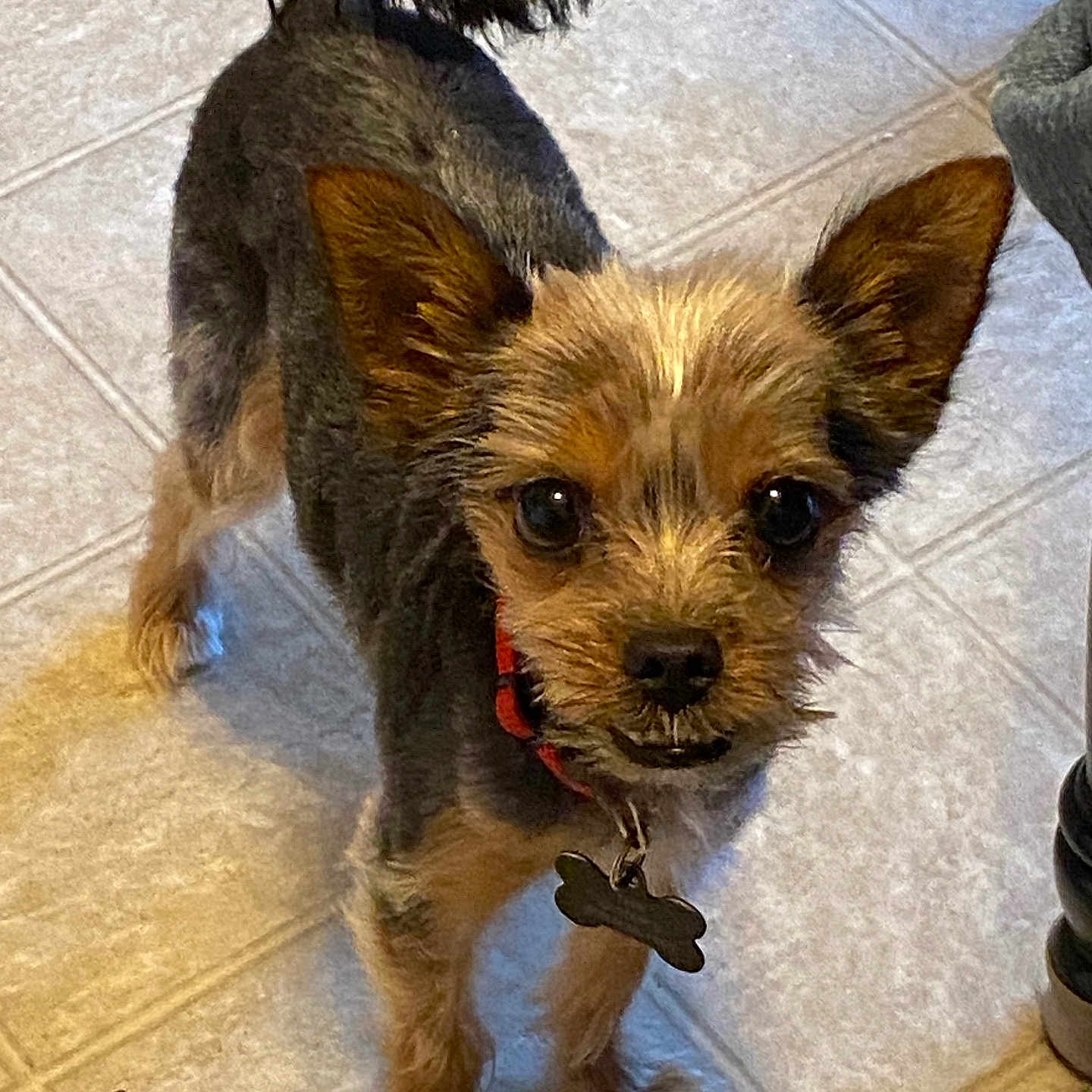 Toby is registered to the contest to win money with this photo: alert, animal, black_fur, brown_fur, canine, collar, companion, cute, dog, domestic_animal, ears, floor, fur, indoor, looking_up, pet, small_dog, standing, tag, tile_floor