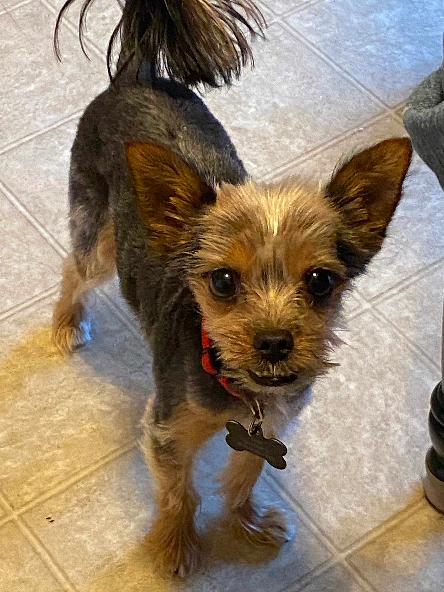 Toby is registered to the contest to win money with this photo: dog, small_dog, pet, animal, floor, tile_floor, collar, tag, ears, fur, brown_fur, black_fur, standing, looking_up, indoor, cute, canine, companion, domestic_animal, alert