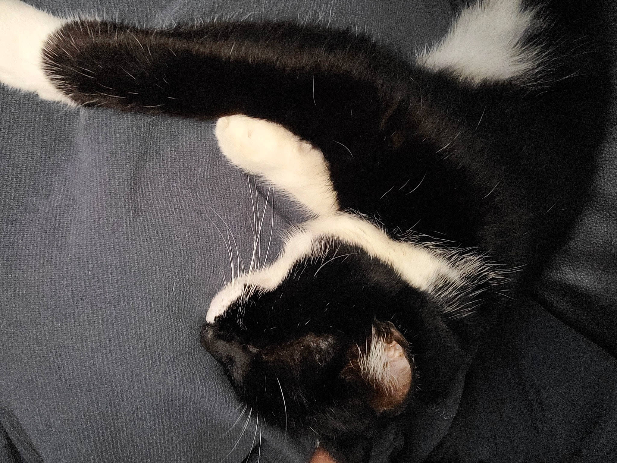 Patoune participe au concours pour gagner de l'argent avec cette photo : carnivore, cat, claw, comfort, dog_breed, felidae, foot, fur, paw, snout, sporting_group, tail, terrestrial_animal, whiskers