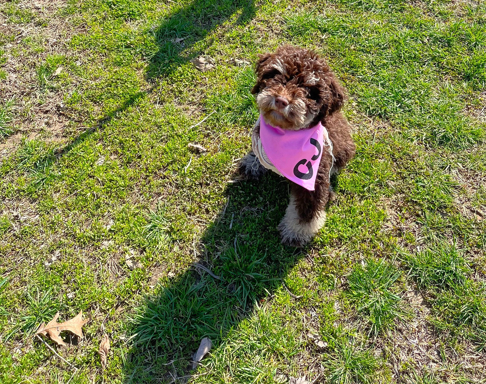 Charlie Jo is registered to the contest to win money with this photo: canidae, carnivore, companion_dog, dog, dog_breed, dog_supply, grass, grass_family, grassland, groundcover, lawn, leash, liver, pet_supply, sporting_group, tail, terrier, toy_dog, water_dog, working_animal