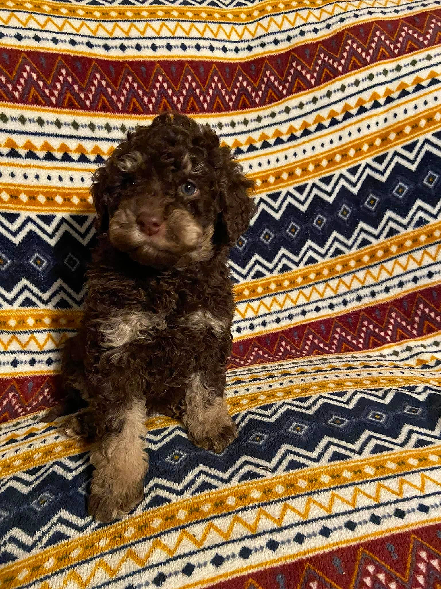 Charlie Jo joined the competition — help win amazing prizes! art, carpet, craft, creative_arts, dog, dog_breed, flooring, liver, metal, pattern, sporting_group, symmetry, terrestrial_animal, visual_arts, working_animal