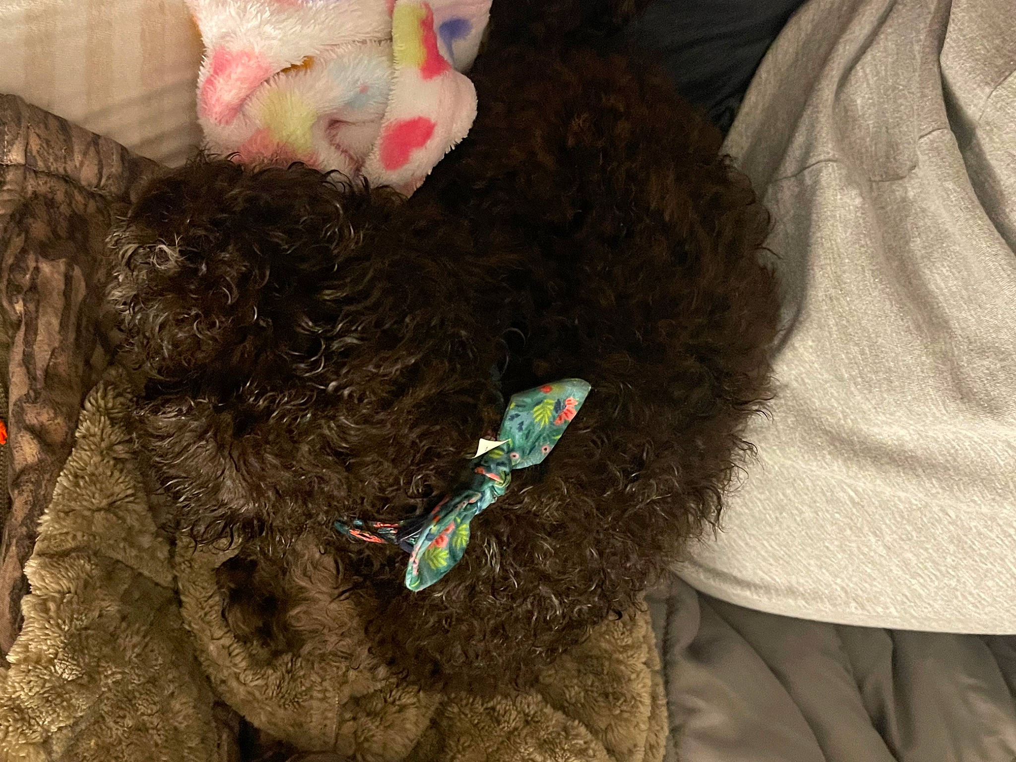 Charlie Jo joined the competition — help win amazing prizes! carnivore, collar, companion_dog, creative_arts, dog, dog_breed, dog_collar, dog_supply, fashion_accessory, fur, liver, mammal, pet_supply, textile, toy, toy_dog, vertebrate, water_dog, wool, working_animal