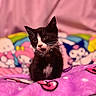 Kuromi is registered to the contest to win money with this photo: animal, black_and_white, blanket, cartoon_characters, cat, colorful, cozy, cute, feline, indoors, kitten, pet, pink_background, playful, portrait, purple, sitting, soft_focus, whiskers, young