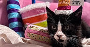 Kuromi joined the competition — help win amazing prizes! animal, birthday_hat, black_and_white, blanket, cat, celebration, colorful, cozy, cute, feline, indoor, kitten, party, pet, pink_background, playful, plush_toy, resting, soft, toy_candle