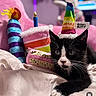 animal, birthday_hat, black_and_white, blanket, cat, celebration, colorful, cozy, cute, feline, indoor, kitten, party, pet, pink_background, playful, plush_toy, resting, soft, toy_candle