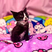 Kuromi is registered to the contest to win money with this photo: kitten, cat, black_and_white, pet, animal, indoor, blanket, plush, cute, curious, pink, colorful, soft, feline, small, young, cozy, resting, domestic, portrait