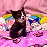 kitten, cat, black_and_white, pet, animal, indoor, blanket, plush, cute, curious, pink, colorful, soft, feline, small, young, cozy, resting, domestic, portrait