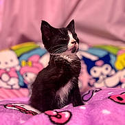 Kuromi joined the competition — help win amazing prizes! animal, background, black_and_white, blanket, cartoon, cat, colorful, cozy, cute, feline, fur, indoor, kitten, pet, pink, portrait, sitting, soft, whiskers, young