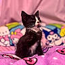 animal, background, black_and_white, blanket, cartoon, cat, colorful, cozy, cute, feline, fur, indoor, kitten, pet, pink, portrait, sitting, soft, whiskers, young