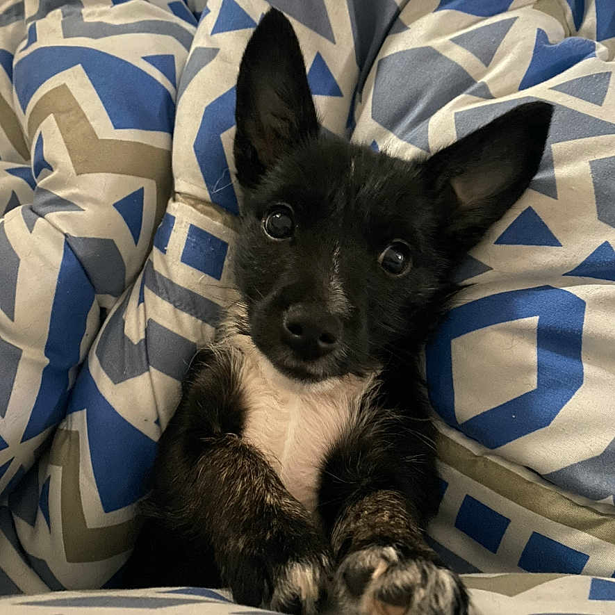 Titi