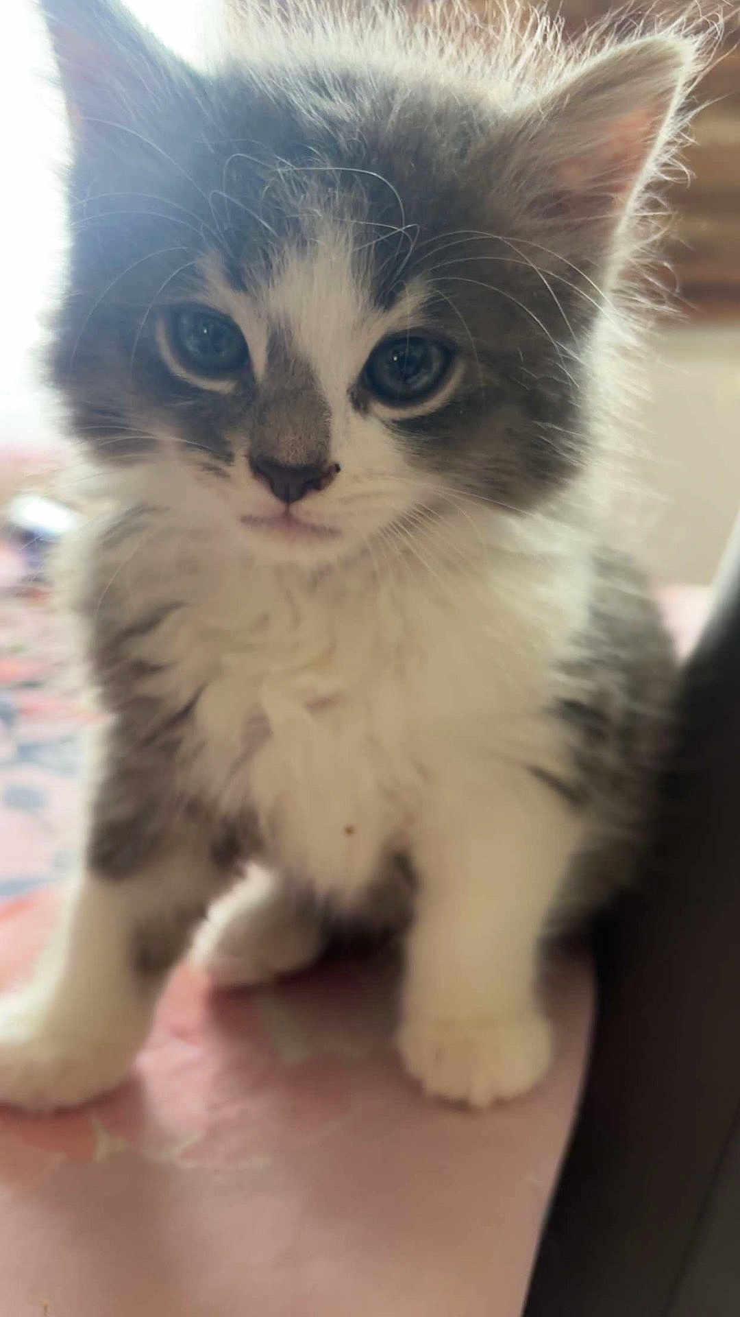 Titeuf