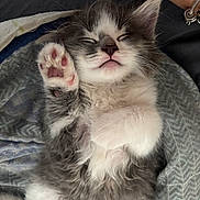 Titeuf a rejoint le concours — aidez-le/la à gagner de superbes lots ! animal, blanket, cat, cozy, cute, domestic, fluffy, fur, furry, gray, human_arm, indoor, kitten, paw, pet, relaxed, resting, sleeping, whiskers, white