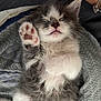 animal, blanket, cat, cozy, cute, domestic, fluffy, fur, furry, gray, human_arm, indoor, kitten, paw, pet, relaxed, resting, sleeping, whiskers, white