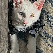 Casper is registered to the contest to win money with this photo: cat, heterochromia, white_cat, costume, ghost_pattern, carpet, indoor, pet, animal, feline, cute, relaxed, sunlight, portrait, looking_up, ears, whiskers, paws, domestic, funny_outfit