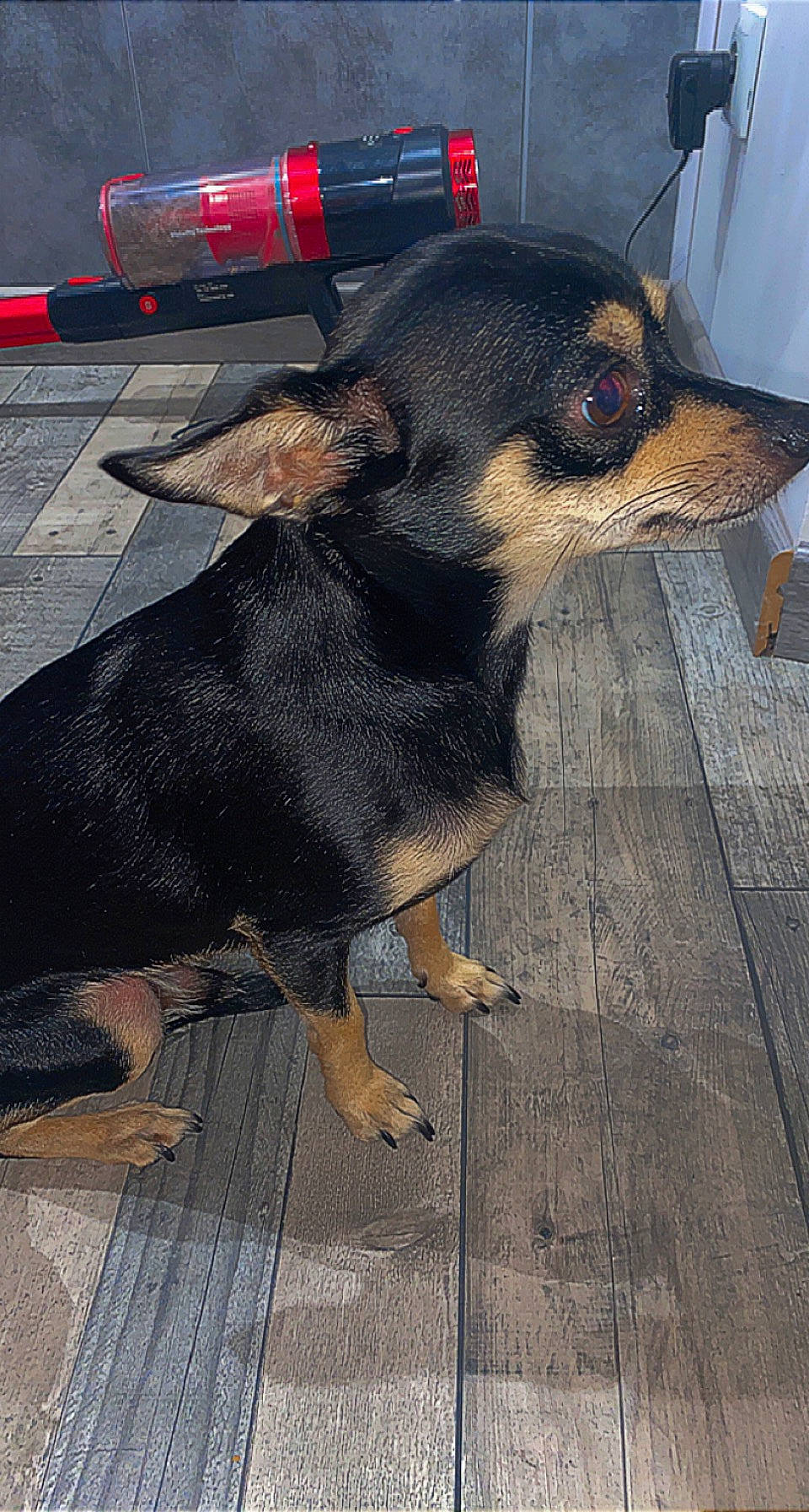 Kendji a rejoint le concours — aidez-le/la à gagner de superbes lots ! asphalt, automotive_lighting, canidae, carnivore, companion_dog, dog, dog_breed, fender, flooring, grey, pet_supply, road_surface, snout, sporting_group, tail, tar, terrestrial_animal, vehicle_door, windshield, working_animal